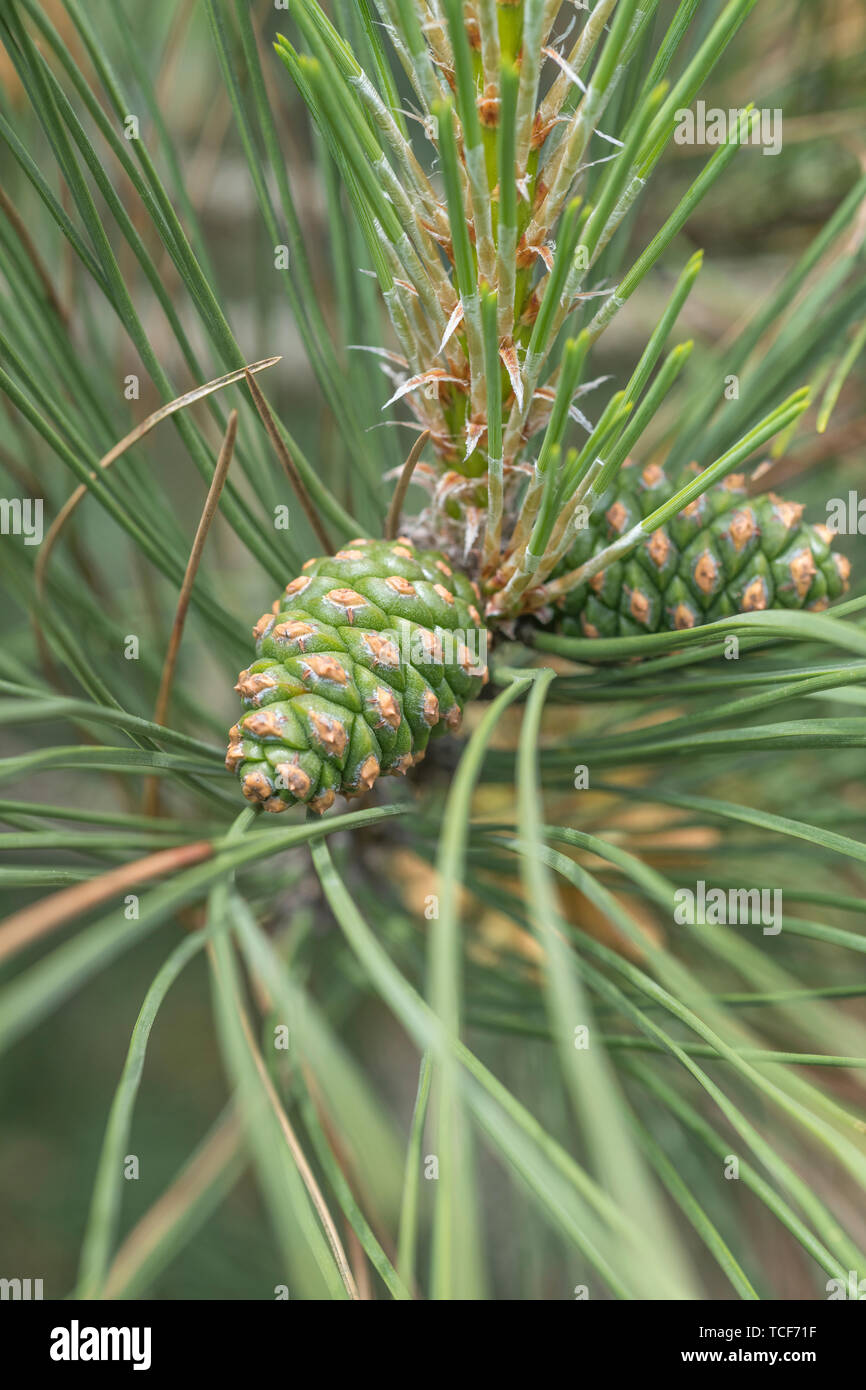 Close-up shot di due piccole verde di pini di rocche su conifera albero ritiene essere di pino silvestre / Pinus sylvestris. Tree appx. 3m di altezza e in crescita nelle dune di sabbia. Foto Stock