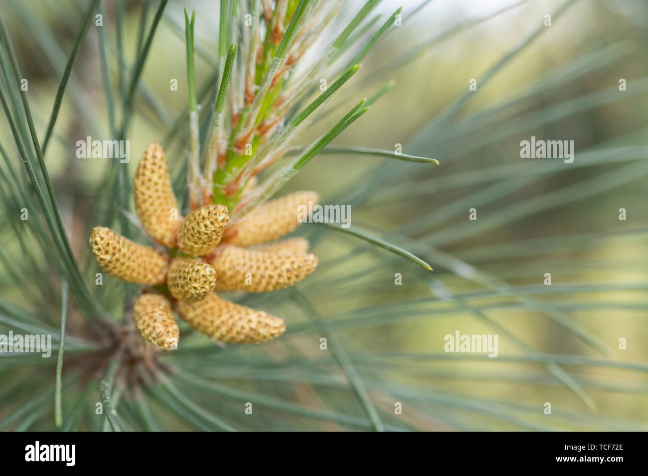 Close-up shot fiori maschili di conifera albero ritiene essere di pino silvestre / Pinus sylvestris. Tree appx. 3m di altezza e in crescita tra le dune di sabbia in Cornovaglia. Foto Stock