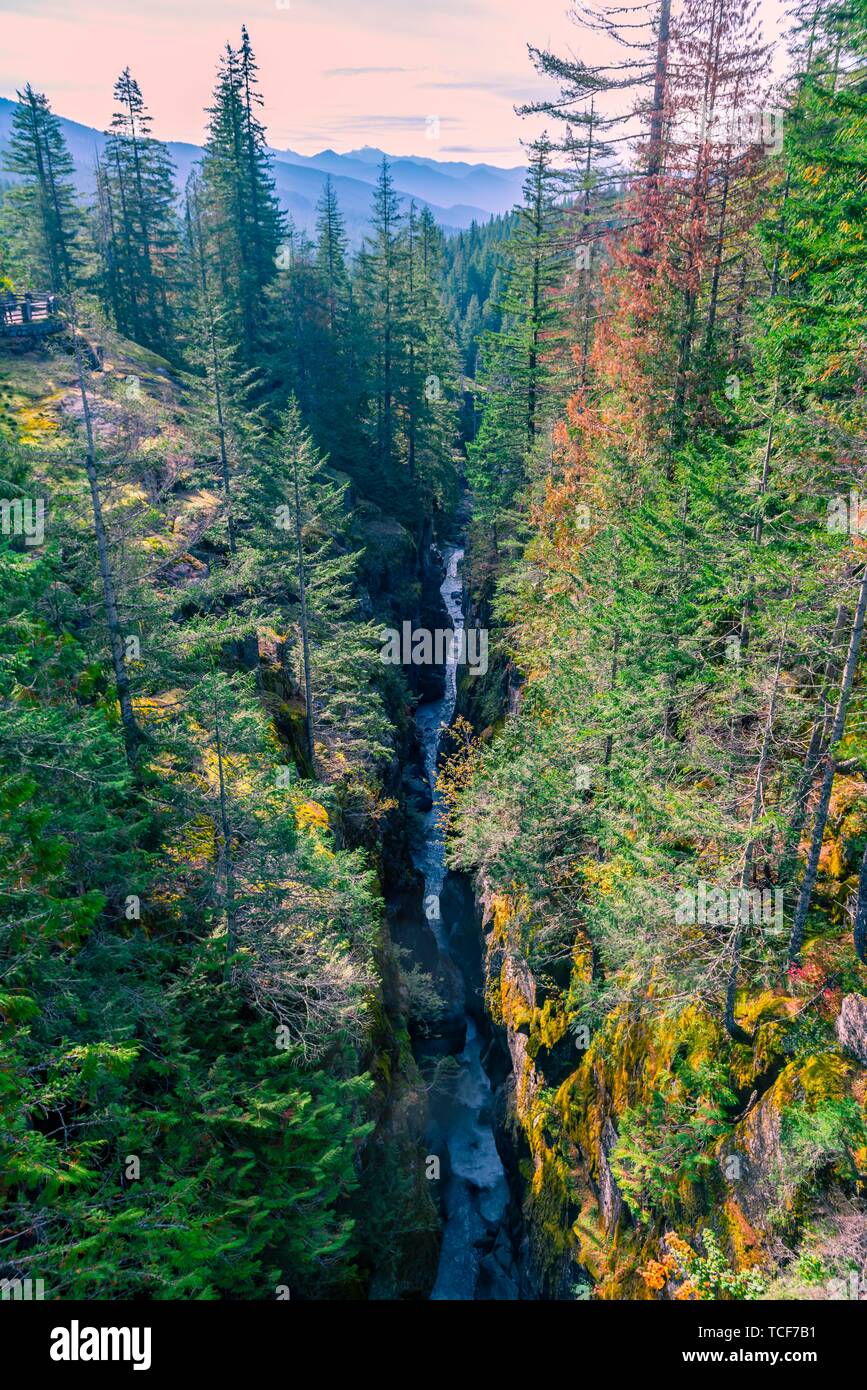 Stevens Canyon, selvaggio fiume scorre attraverso una gola profonda, il Parco Nazionale del Monte Rainier, Washington, USA, America del Nord Foto Stock