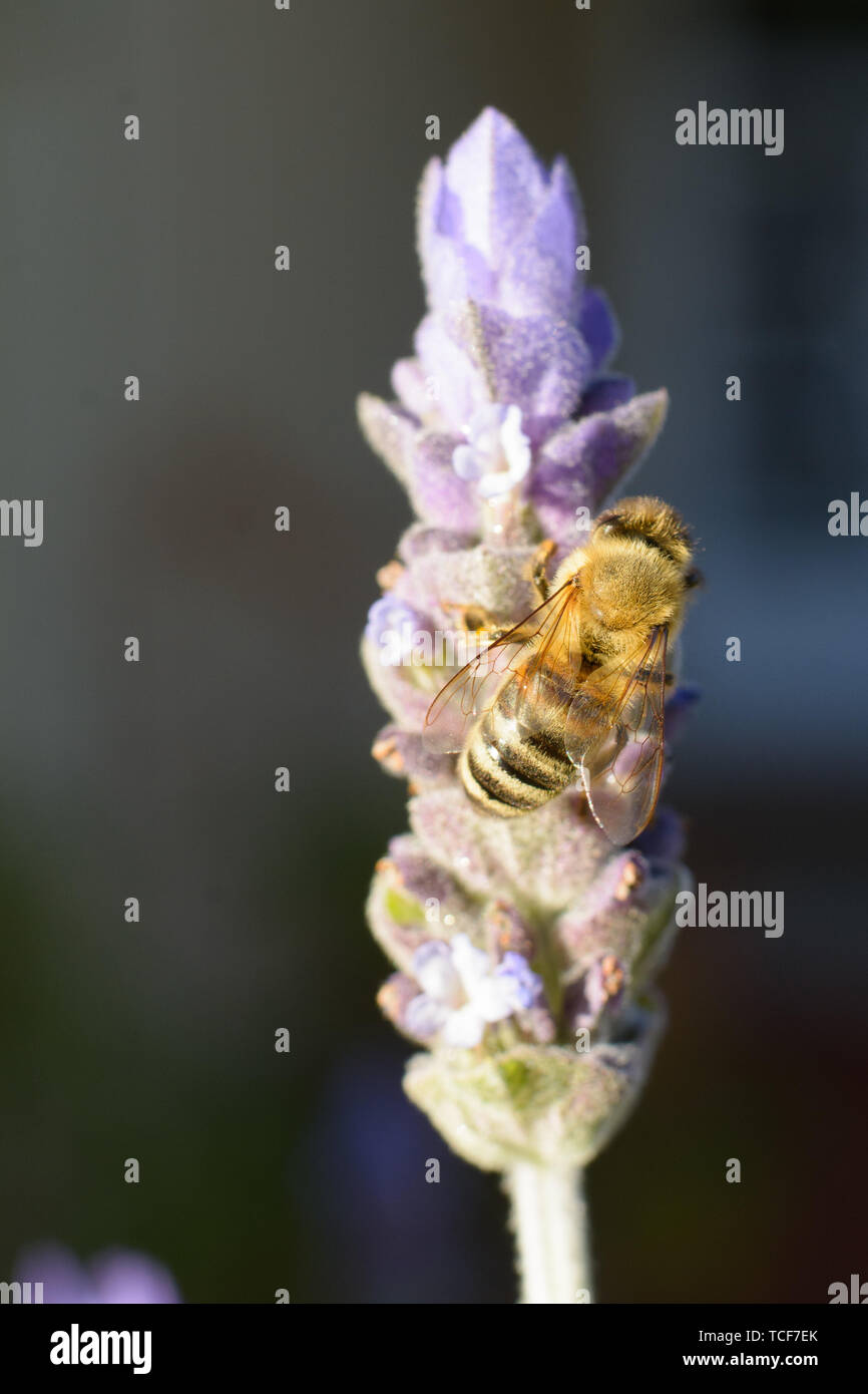 Vista ingrandita del miele delle api raccolta farina sul fiore lavanda su sfondo sfocato Foto Stock