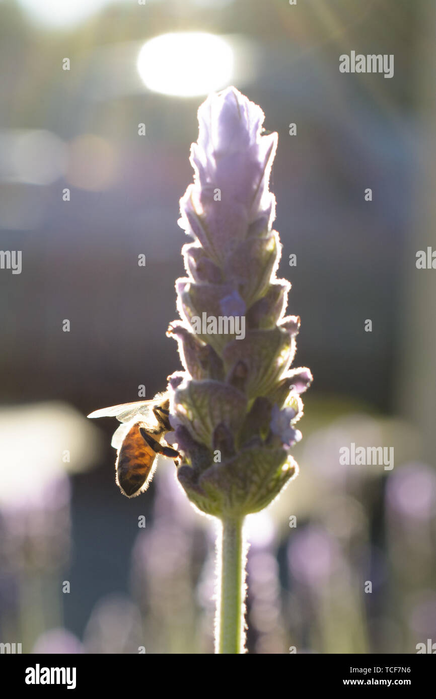 Vista laterale del primo piano il miele delle api di prelievo sul polline dei fiori di lavanda su sfondo sfocato Foto Stock