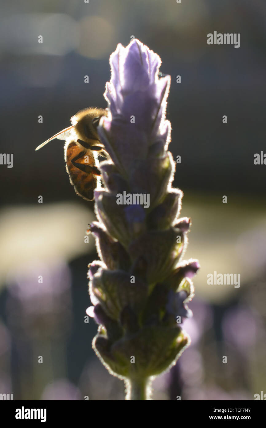 Vista laterale di closeup honey bee ammassare il polline su fiore su sfondo sfocato Foto Stock