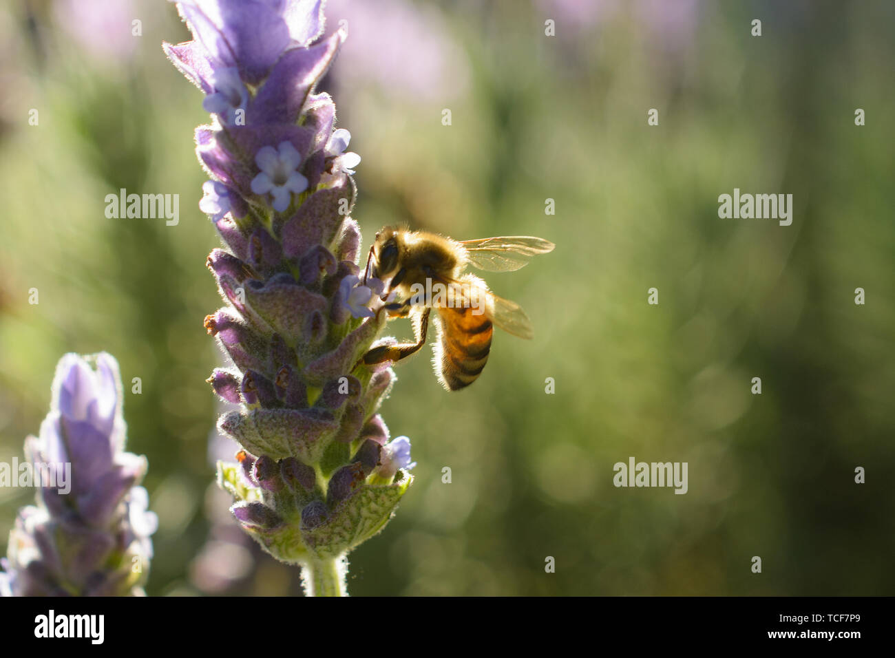 Vista laterale di closeup honey bee divertendo il polline sui fiori aperti su sfondo sfocato Foto Stock