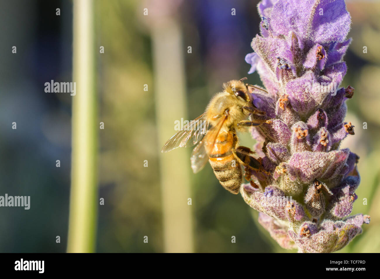 Vista posteriore del closeup honey bee divertendo il polline in fiore viola su sfondo sfocato Foto Stock