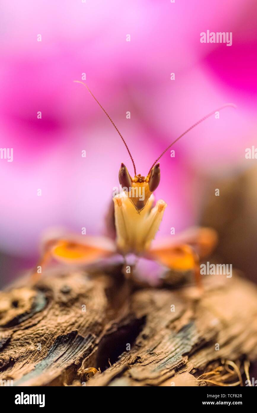 Mantis, maschio del fiore africano mantis (Pseudocreobotra wahlbergii), prigionieri verificarsi in Africa Foto Stock