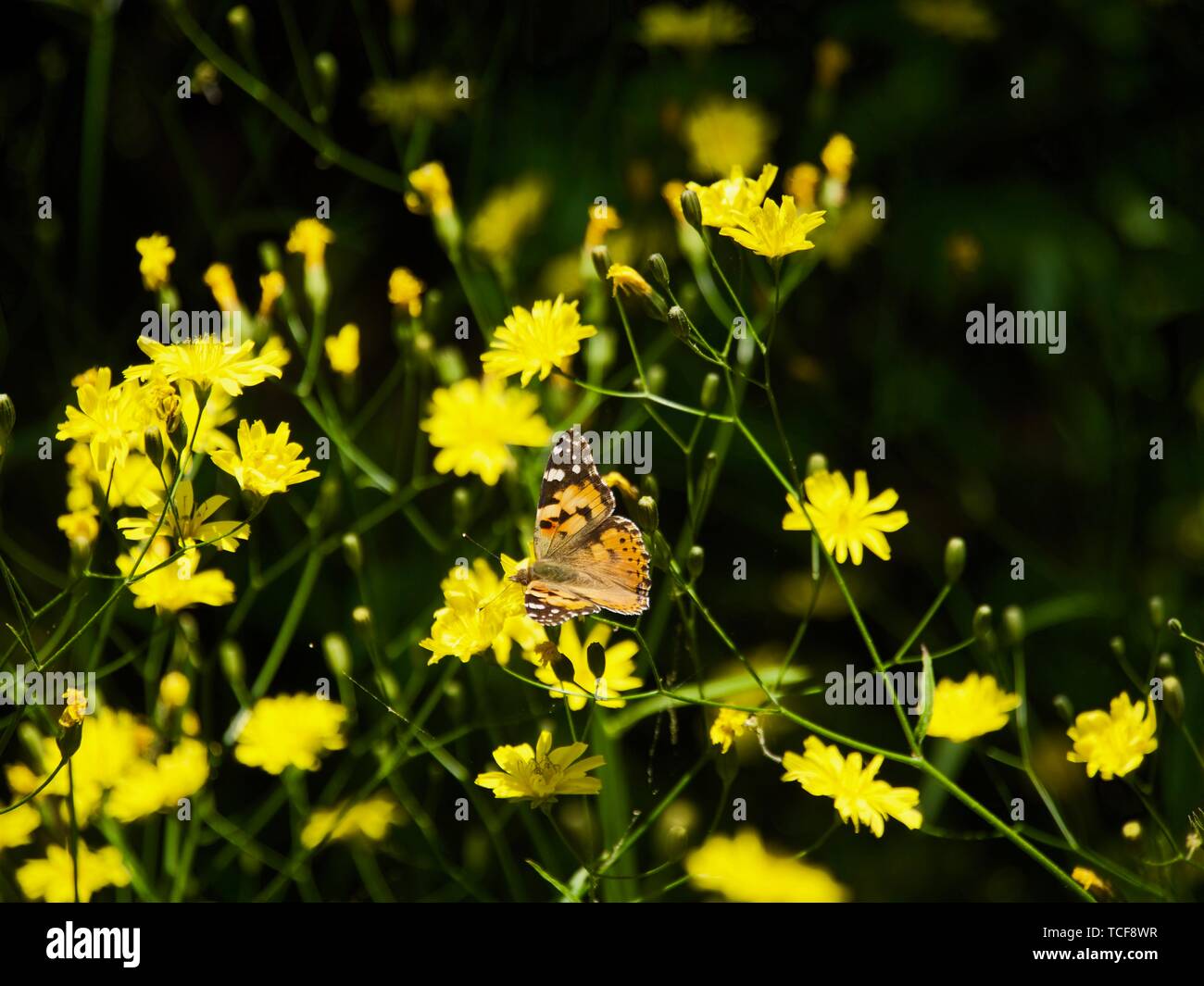 Butterfly si abbassa di campo. Crimea, Maggio 2019 Foto Stock