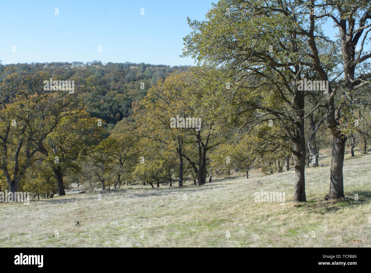 Grove sulla collina piena di verde e di alberi di giallo limpido nella giornata di sole Foto Stock