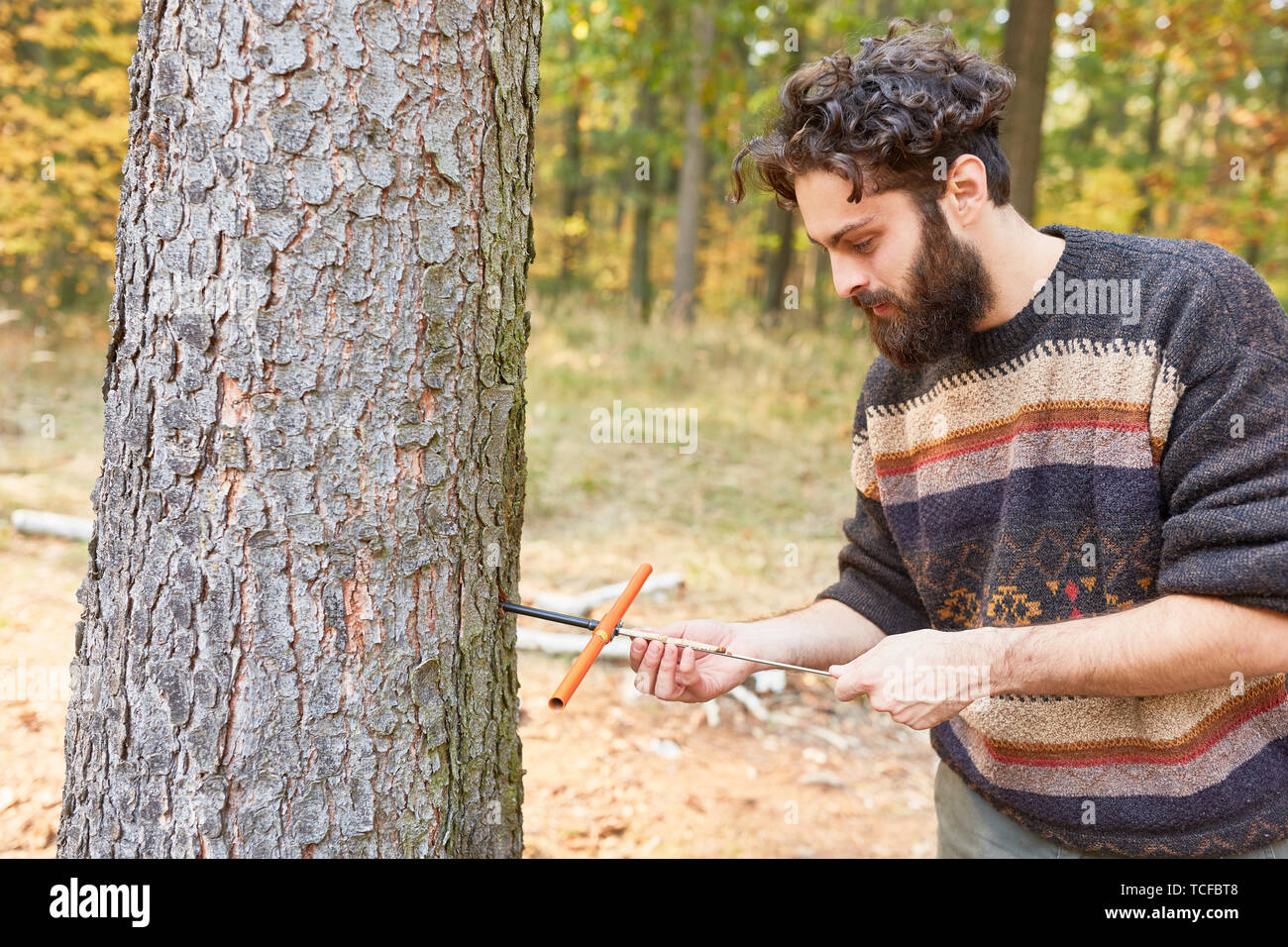 Forester o foresta misure agricoltore umidità del legno e la crescita di legno sulla struttura ad albero Foto Stock