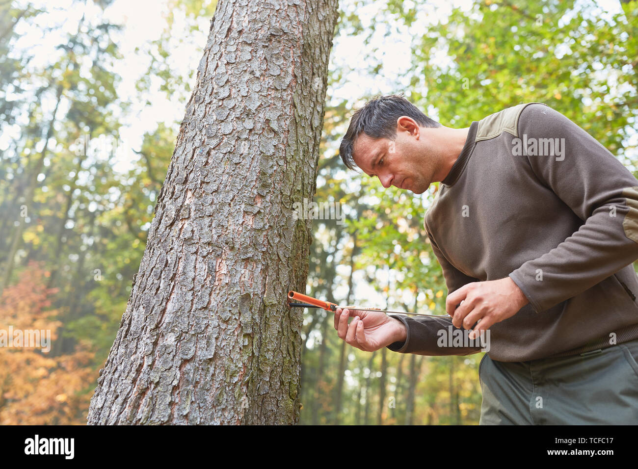 Forester con punte di crescita nella determinazione dell'età di un albero nella foresta Foto Stock