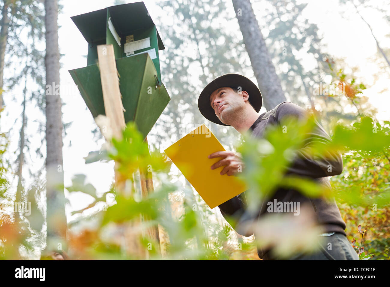 Forester con appunti controlla il bostrico trappola come foresta di prevenzione di protezione Foto Stock