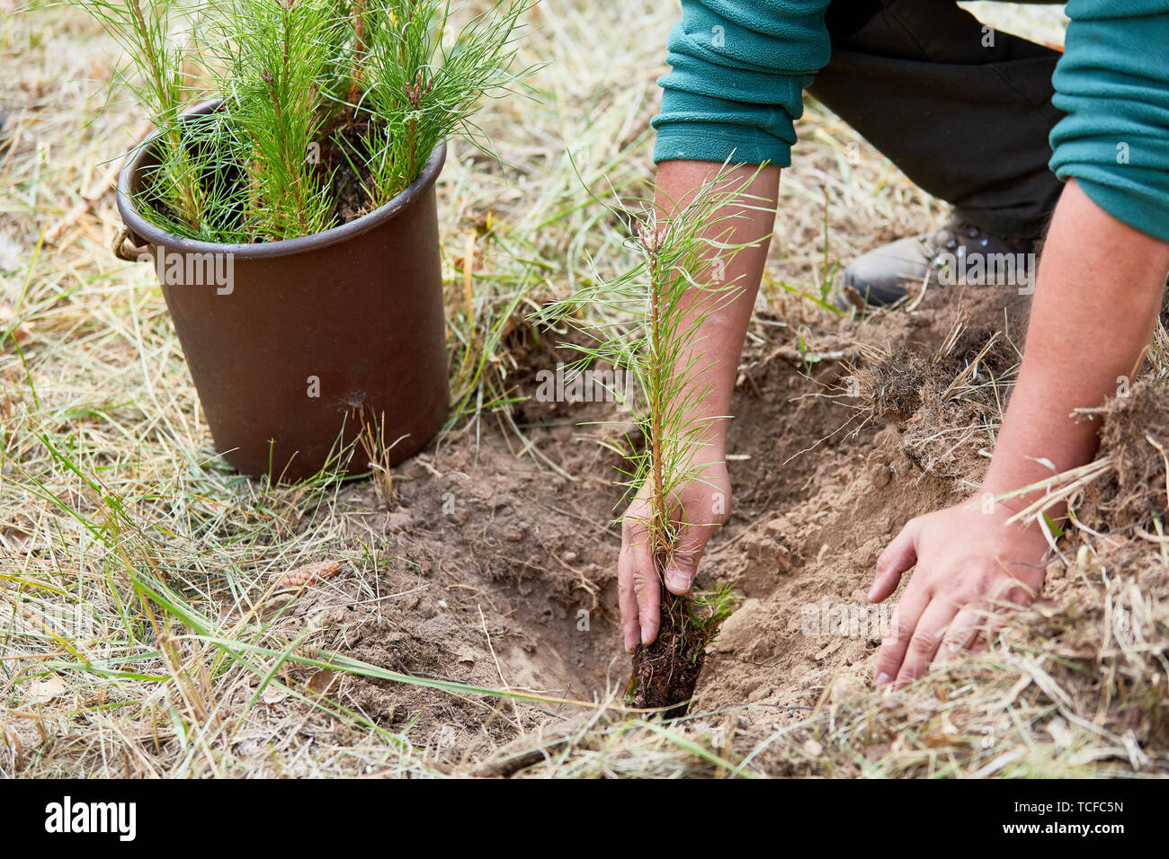 Forestazione piantando pianticella di pino per una silvicoltura sostenibile Foto Stock