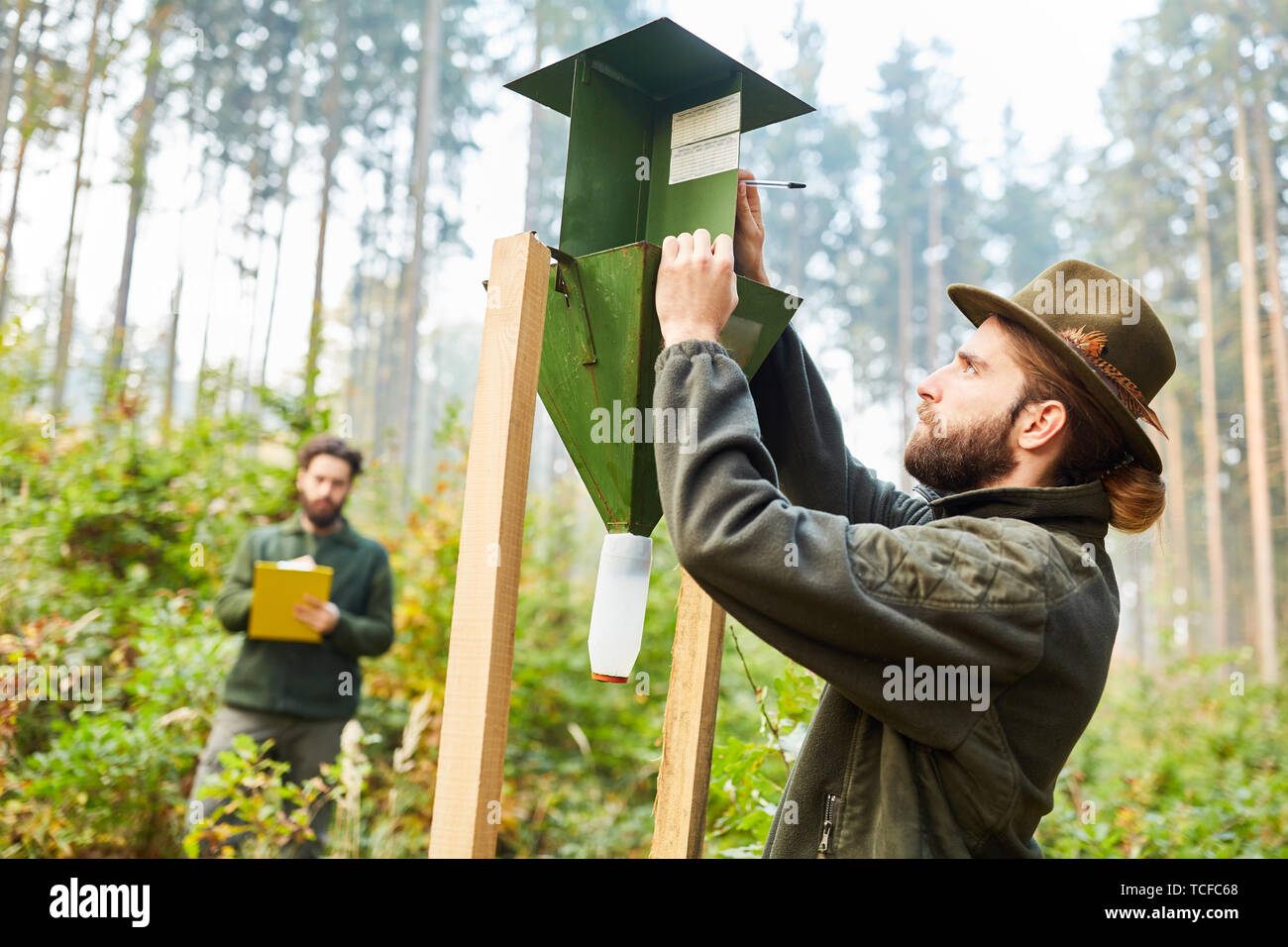 Forester controlla il bostrico trap con coppa di misurazione nella foresta Foto Stock