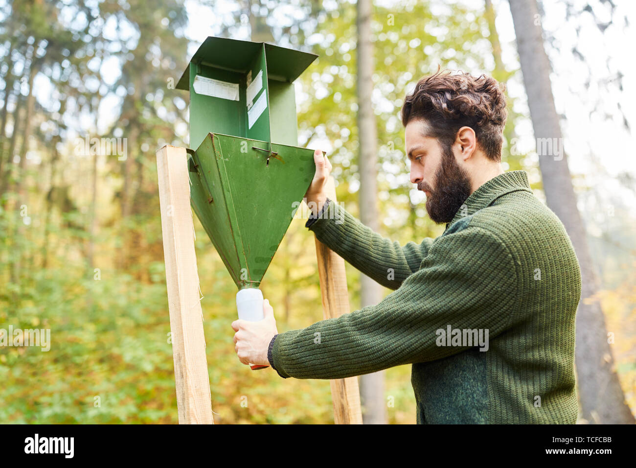 Forester controlla un bostrico trappola come pest control nella foresta Foto Stock