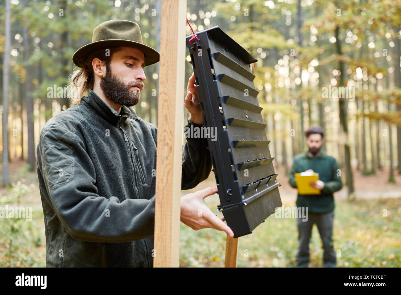 Forester e controllo partecipante bostrico trappola come una foresta care Foto Stock