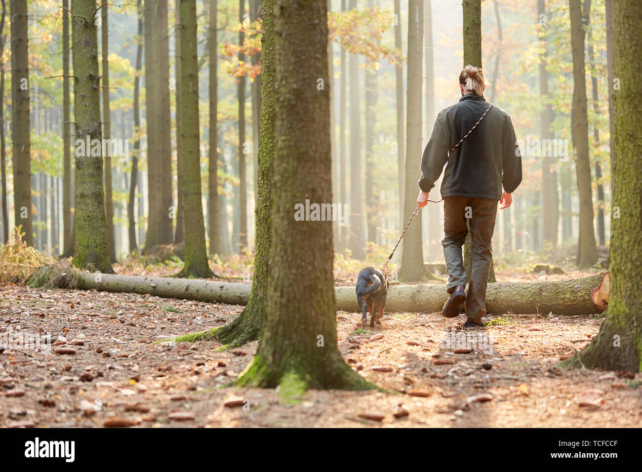 Förster passeggiate con Bracke come un cane da caccia nei boschi Foto Stock