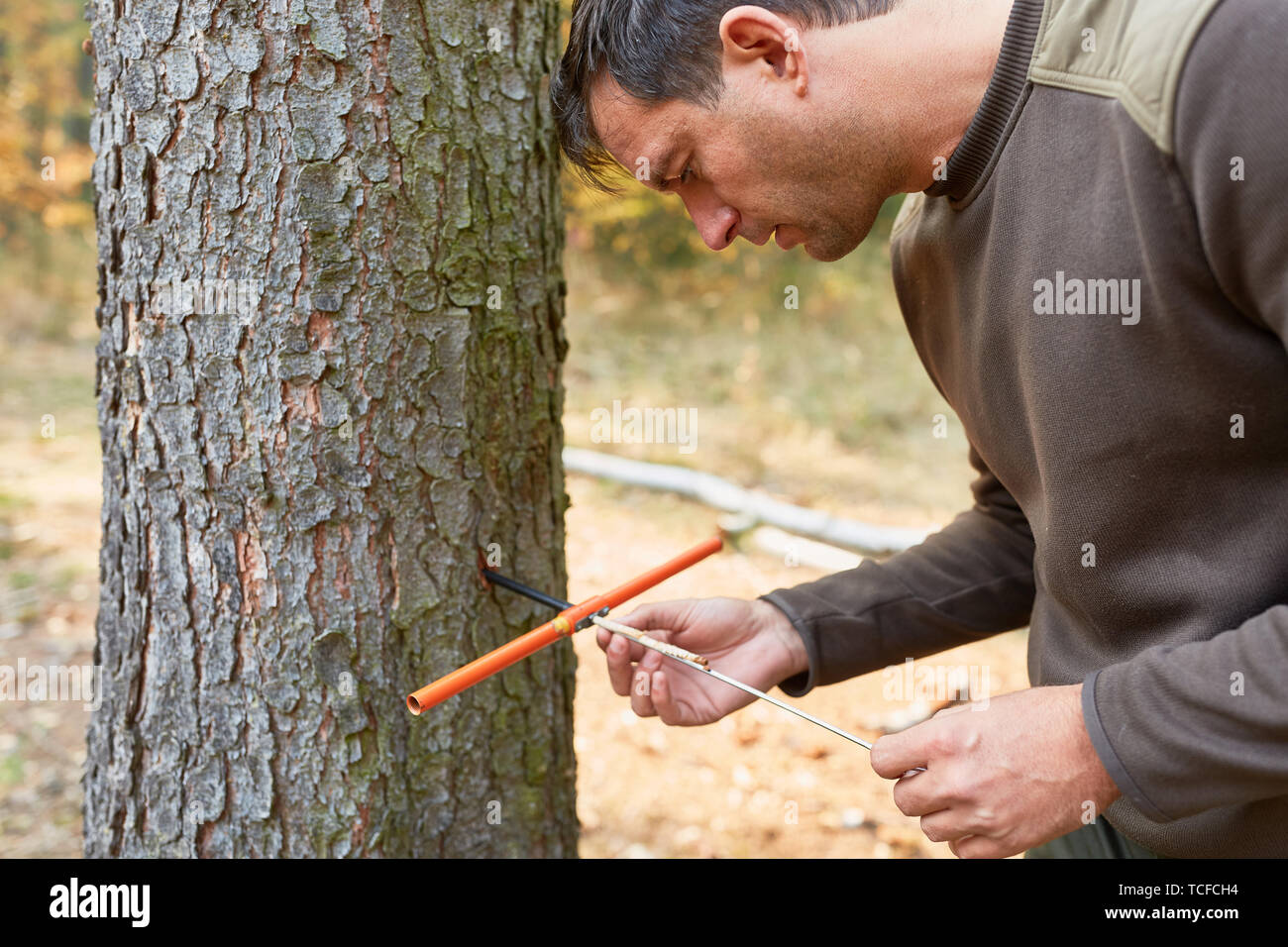 Forester con punte di crescita nella foresta a determinazione dell'età o identificazione di patogeni sulla struttura ad albero Foto Stock