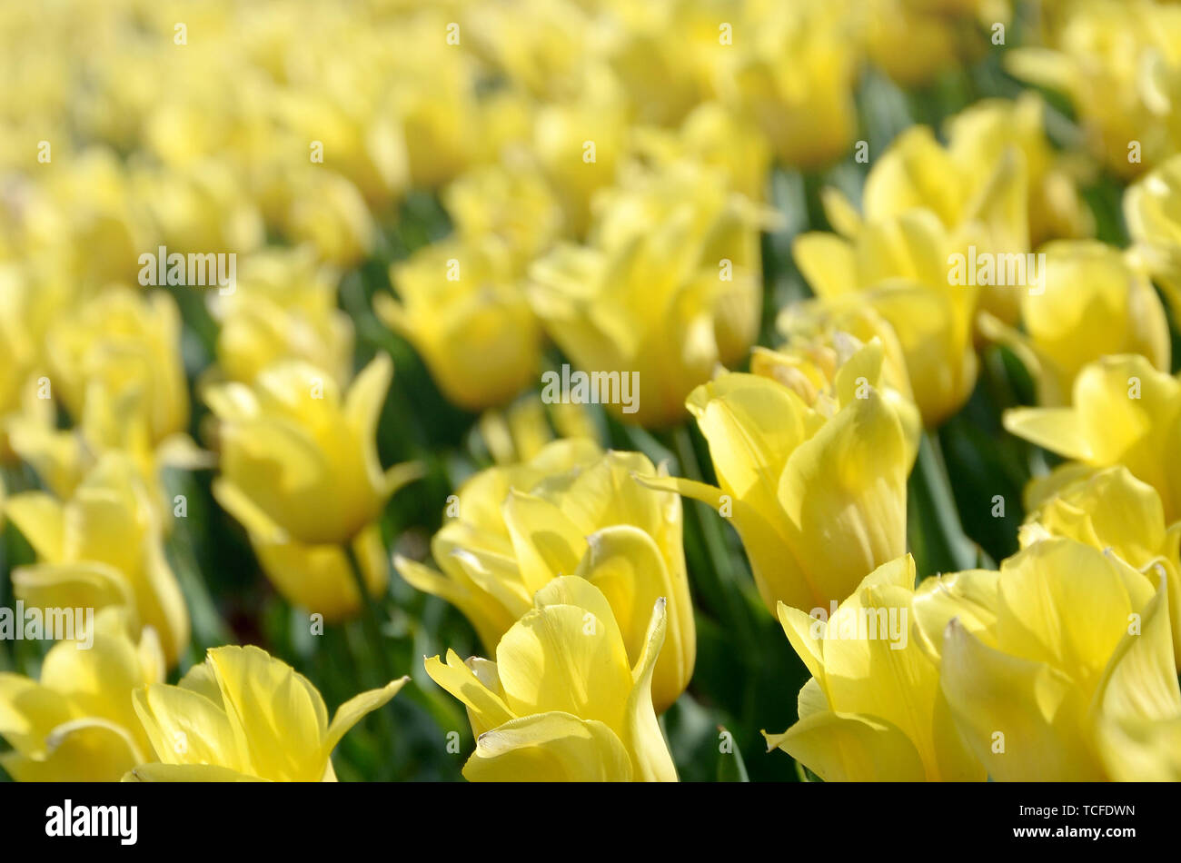 Luminose colorate tulipano giallo con steli verdi fiorisce in primavera. Bella aiuola di fiori freschi sotto l'aria aperta Foto Stock