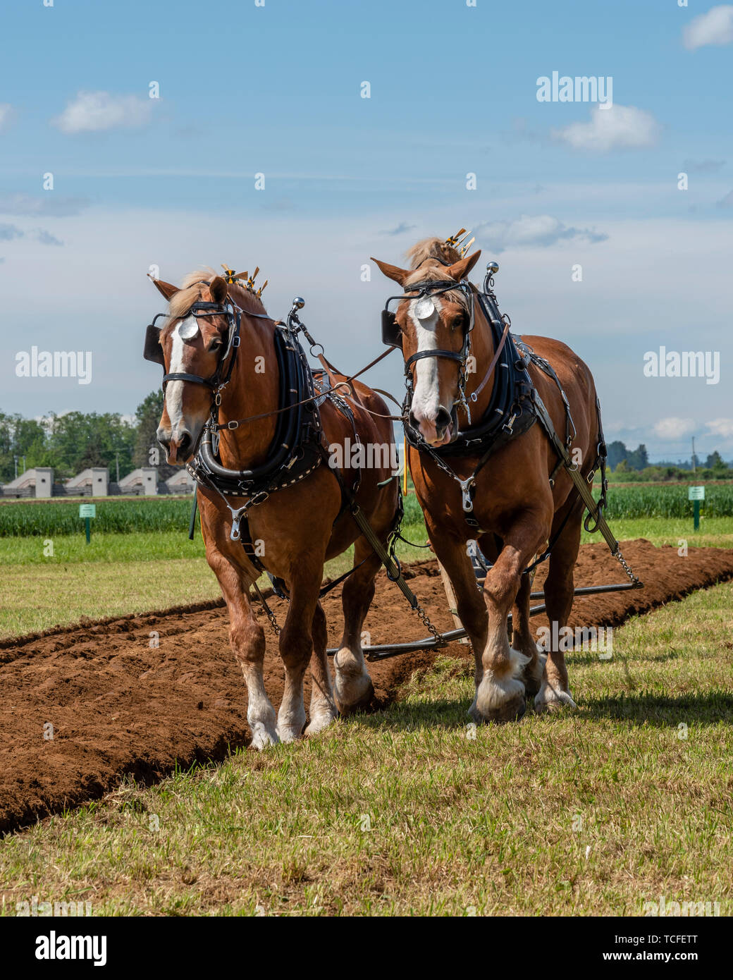 Aratro cavalli quasi alla fine di un solco. 2019 International Match di aratura. Parco Berthusen, Lynden, Washington Foto Stock