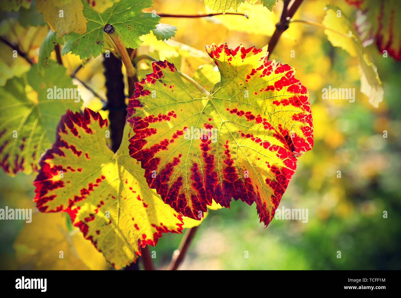 Autunno bright foglie di uva incandescente nella luce solare Foto Stock