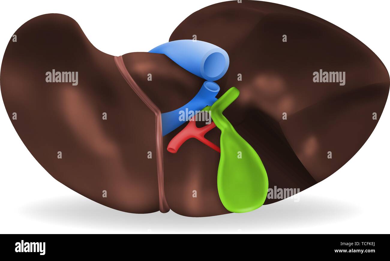 Anatomia del fegato e del pancreas Immagini Vettoriali Stock - Alamy