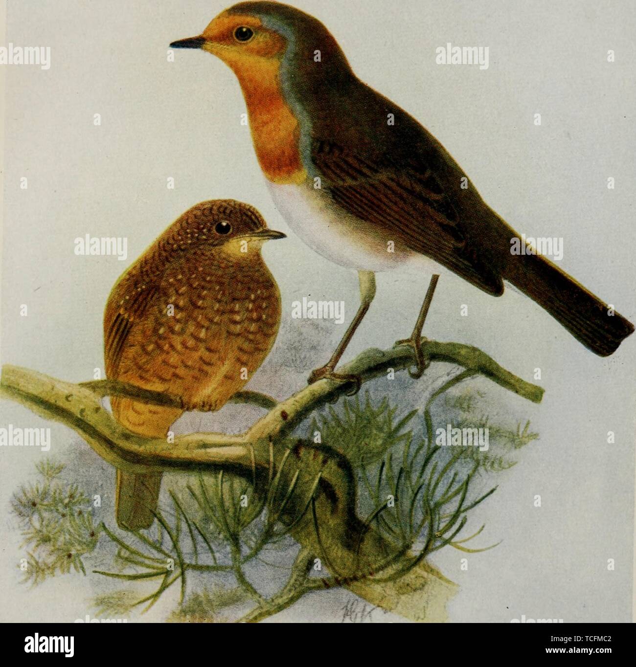 Incisi disegni del Parlamento Robins (Erithacus rubecula), giovani e adulti, dal libro "Uccelli di Gran Bretagna' da John Lewis Bonhote e Henry Eeles Dresser, 1907. La cortesia Internet Archive. () Foto Stock