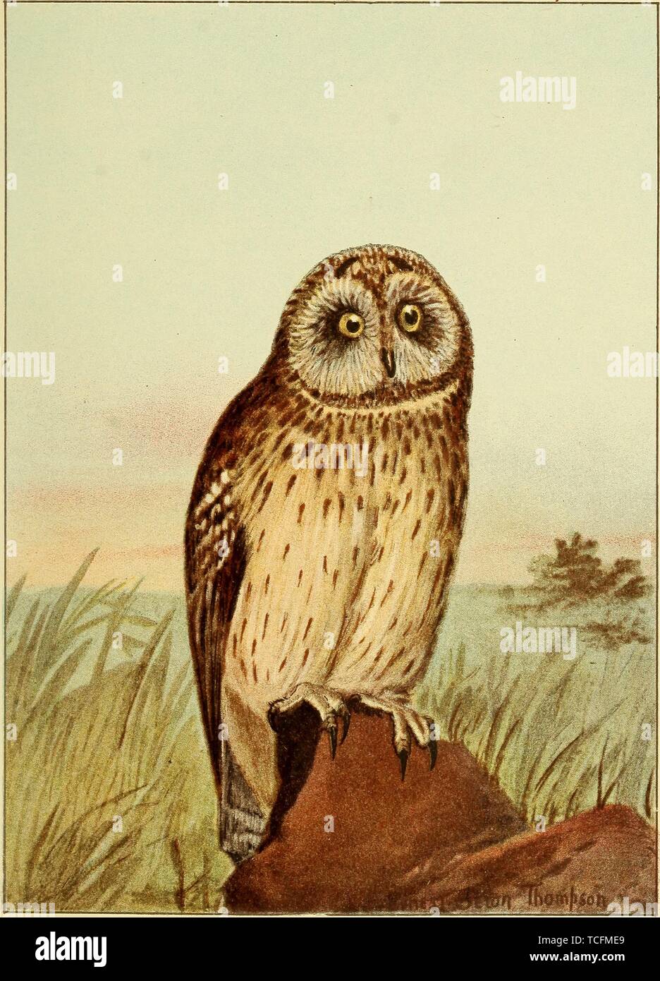 Il disegno inciso del Short-Eared gufo comune (asio flammeus), dal libro "Bird-vita: una guida per lo studio del nostro comune uccelli' da Frank Michler Chapman e Ernest Thompson Seton, 1898. La cortesia Internet Archive. () Foto Stock Il disegno inciso del Short-Eared gufo comune (asio flammeus), dal libro "Bird-vita: una guida per lo studio del nostro comune uccelli' da Frank Michler Chapman e Ernest Thompson Seton, 1898. La cortesia Internet Archive. () Foto Stock