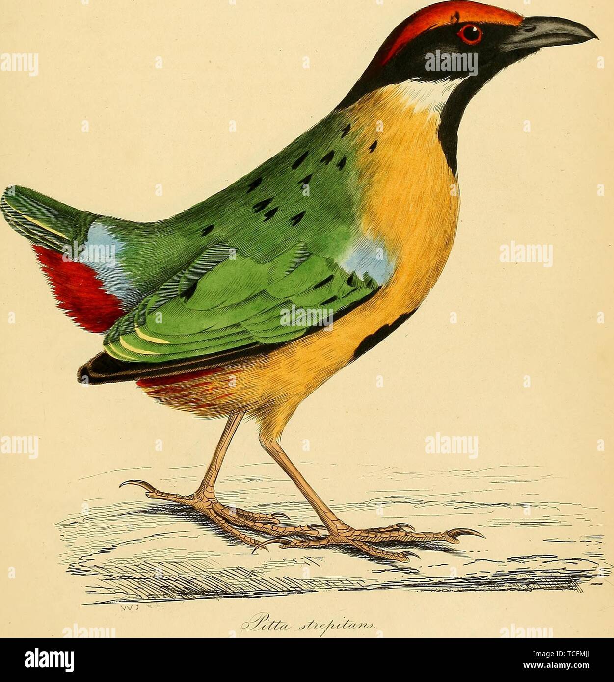 Il disegno inciso del rumoroso (Pitta Pitta strepitans), dal libro "Illustrazioni di ornitologia' da William Jardine e Prideaux John Selby, 1826. La cortesia Internet Archive. () Foto Stock