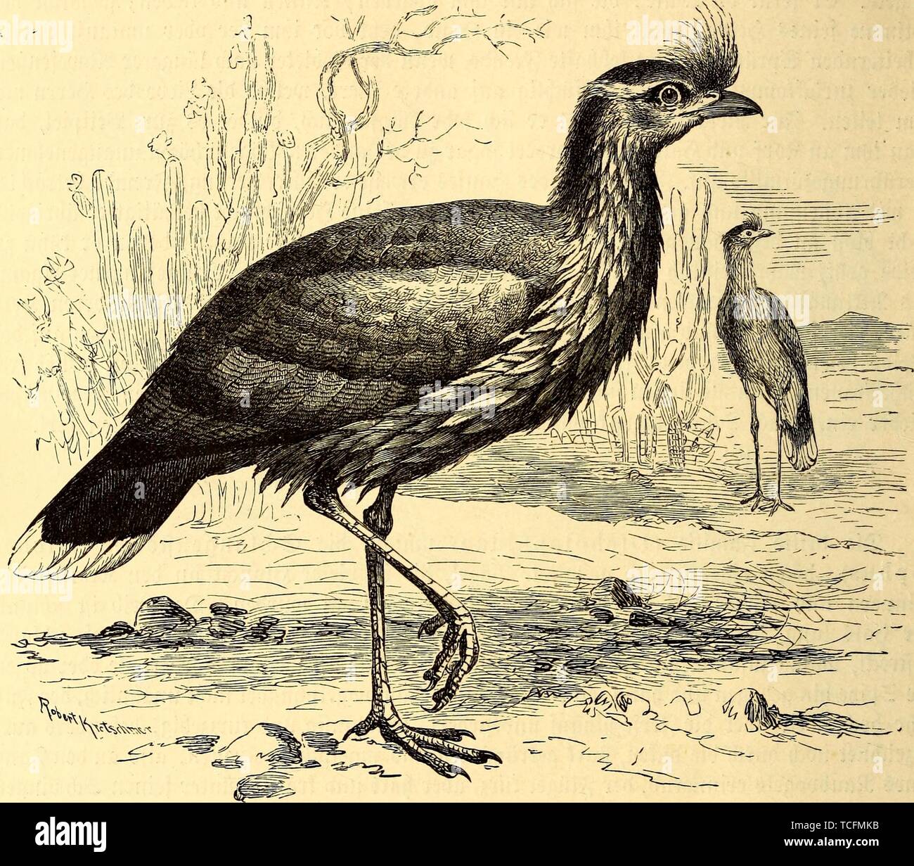 Il disegno inciso del Seriema (Dicholophus cristatus), dal libro "Brehms Tierleben' da Alfred Edmund Brehm, Eduard Pechuel-Loesche, e Wilhelm Haacke, 1890. La cortesia Internet Archive. () Foto Stock