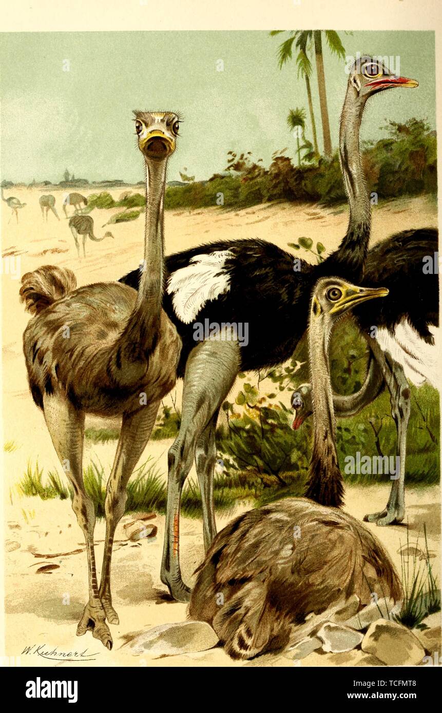 Il disegno inciso del Comune di struzzi (Struthio camelus), dal libro "Brehms Tierleben' da Alfred Edmund Brehm, Eduard Pechuel-Loesche, e Wilhelm Haacke, 1890. La cortesia Internet Archive. () Foto Stock