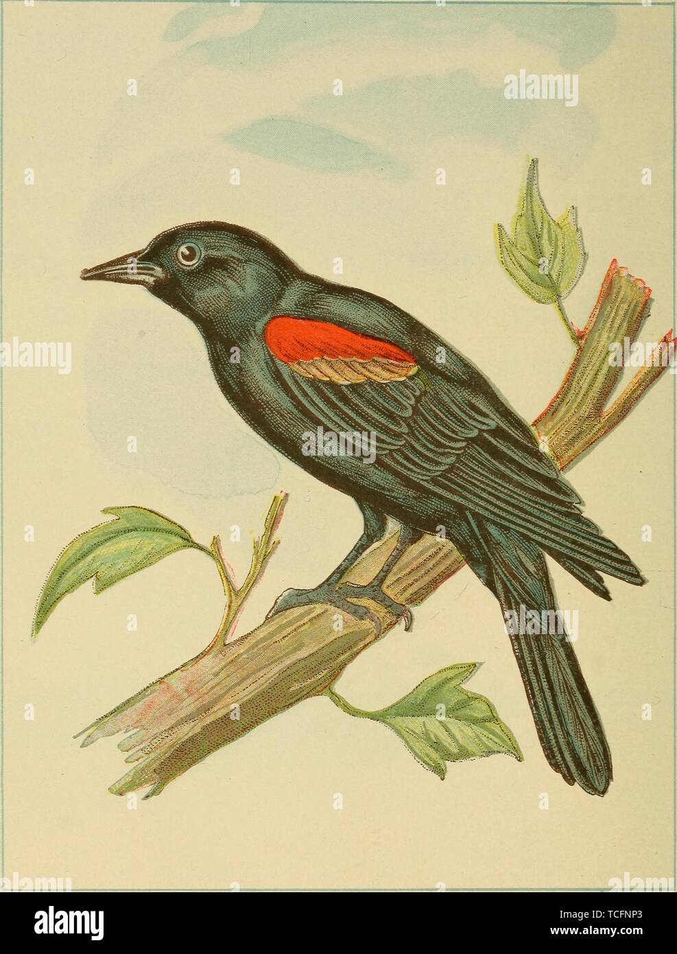 Il disegno inciso del rosso-winged Blackbird (Agelaius phoeniceus), dal libro "zia May's bird colloqui' dalla sig.ra F.M, 1900. Poyntz. La cortesia Internet Archive. () Foto Stock