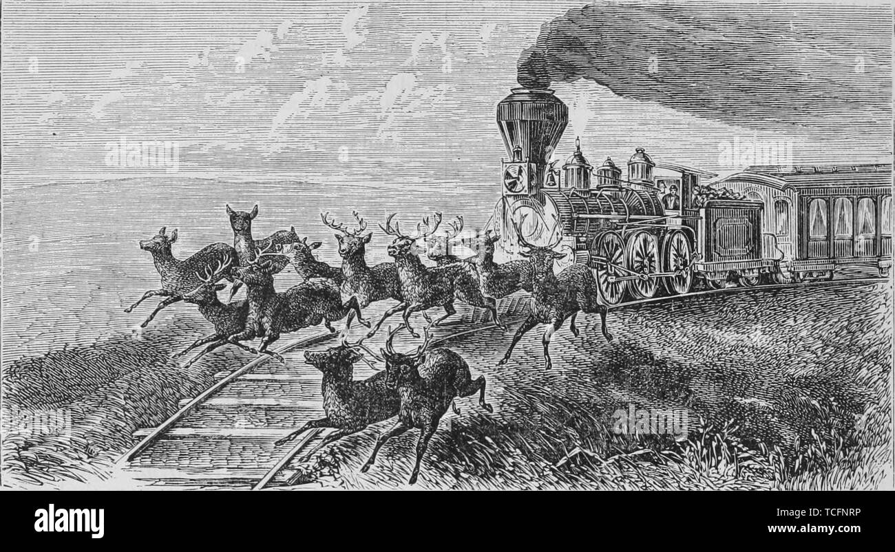 Incisione di gara tra Pacific Railroad locomotore e una mandria di cervi, Laramie pianure, Wyoming, dal libro "pacifico" turistici da Henry T. Williams, 1878. La cortesia Internet Archive. () Foto Stock