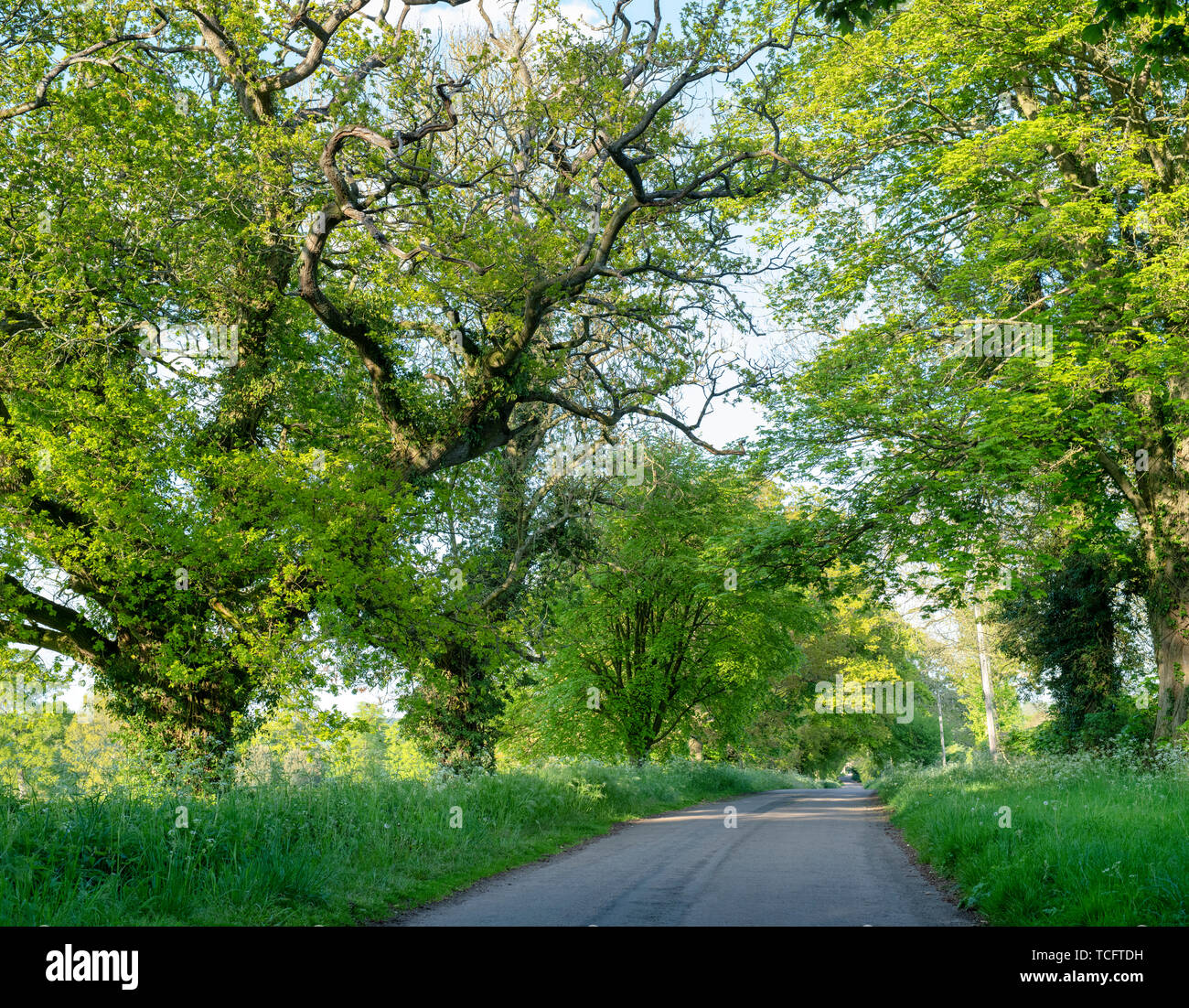 Faggi e querce lungo una strada in primavera. Swerford, Cotswolds, Oxfordshire, Inghilterra Foto Stock