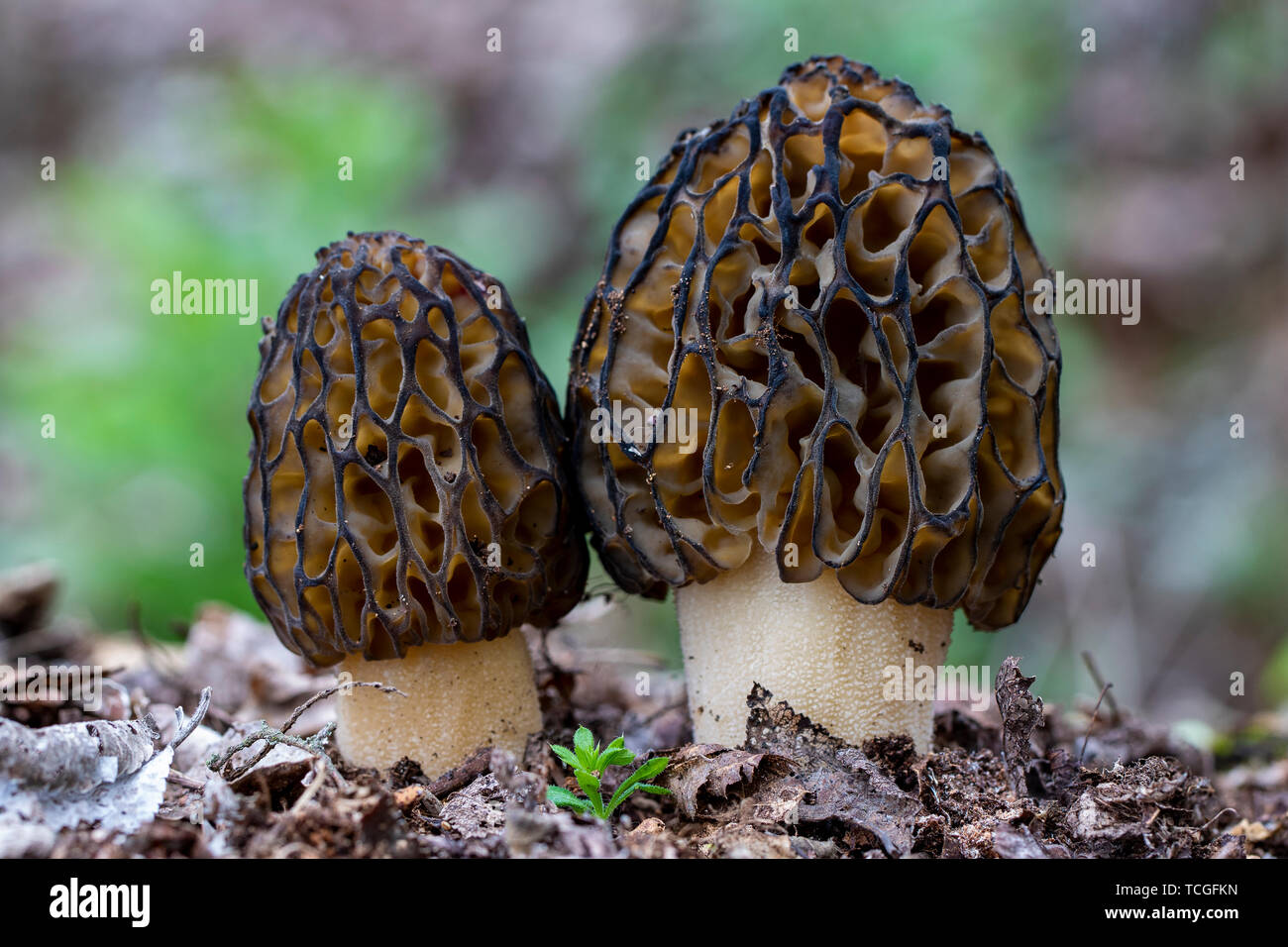 La morchella conica è una specie di funghi commestibili, che cresce nella foresta Foto Stock