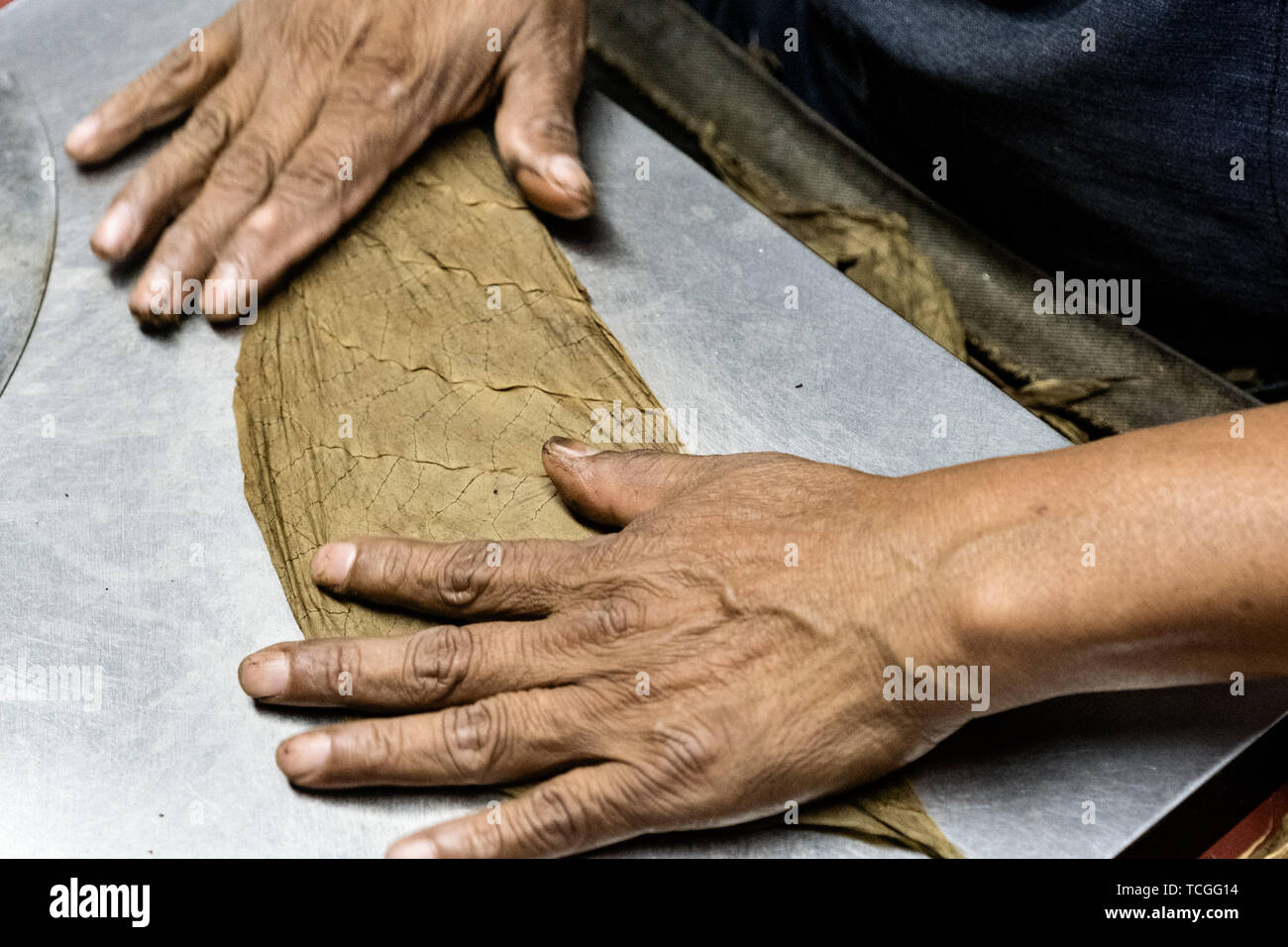 Un maestro cigarmaker chiamato un torcedor inizia il processo di laminazione a mano un buon sigaro presso la Santa Clara fabbrica di sigari in San Andres Tuxtlas, Veracruz, Messico. La fabbrica segue tradizionale la laminazione a mano utilizzando lo stesso processo fin dal 1967 ed è considerato dagli appassionati come alcuni dei migliori sigari nel mondo. Foto Stock