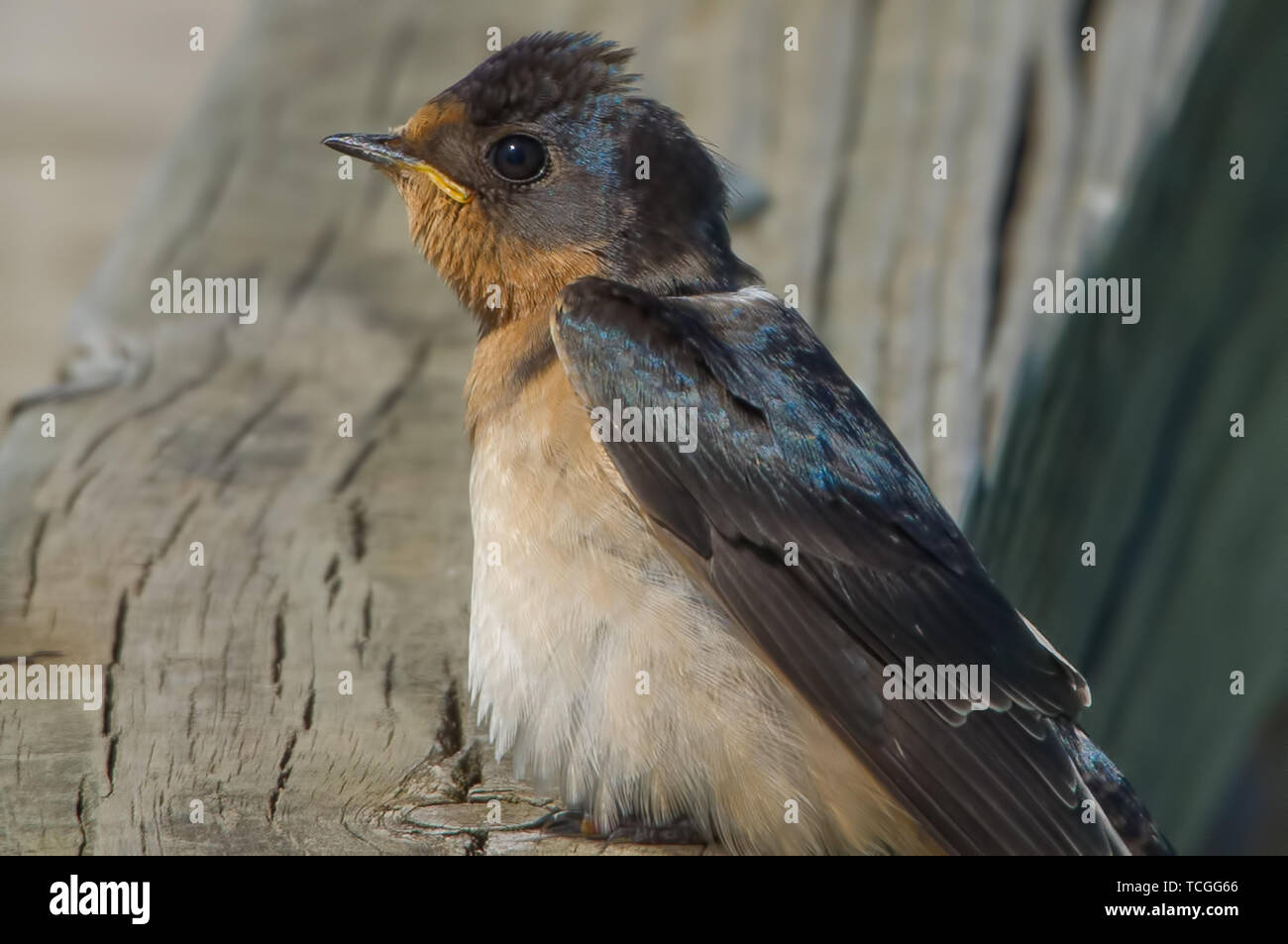 Barn swallow sulla dock fuori del Minnesota River in Minnesota National Wildlife Refuge Foto Stock