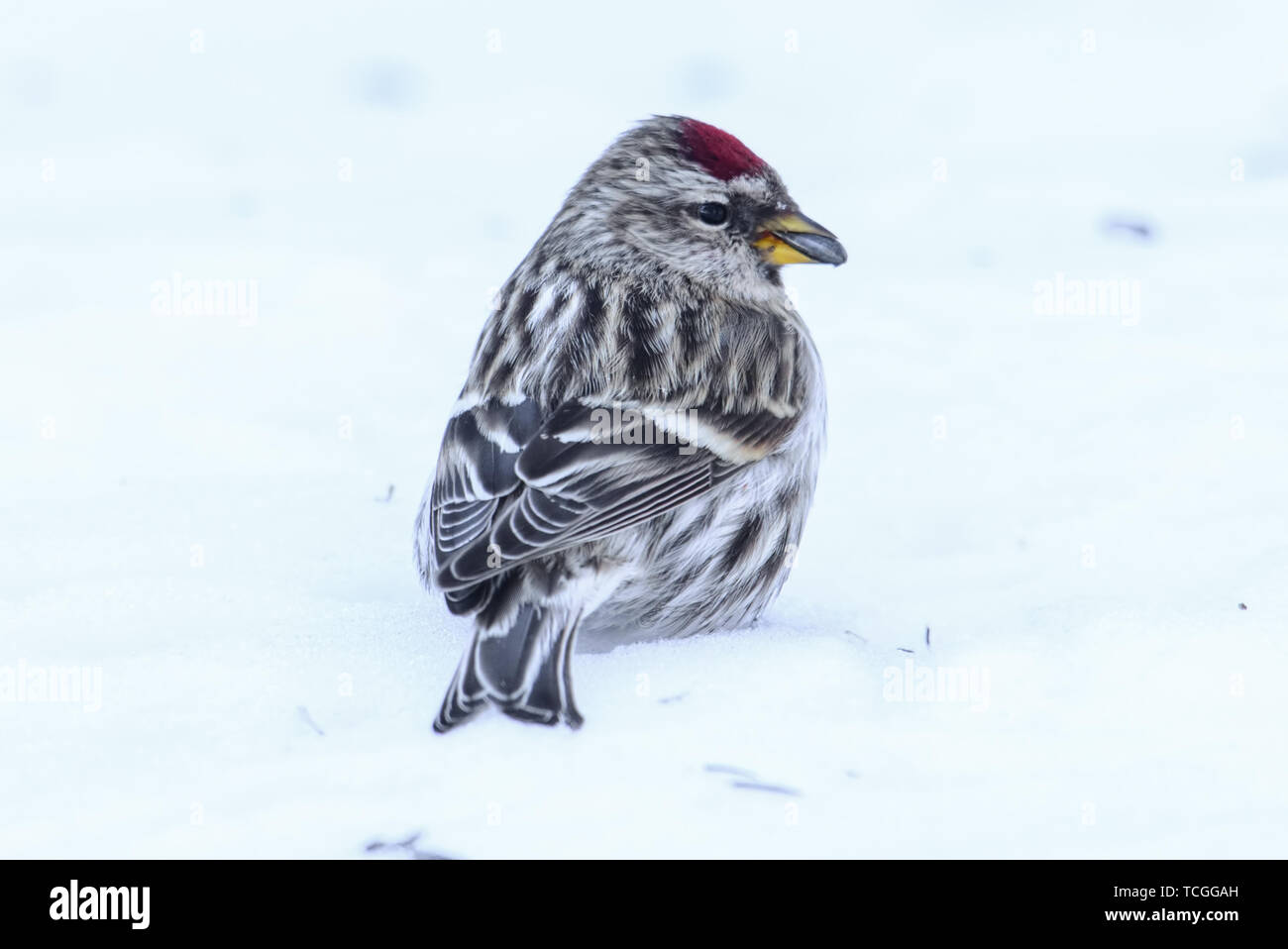 Redpoll comune in piedi nella neve con un seme nella sua bocca - presi in inverno in Sax-Zim Bog nel nord del Minnesota Foto Stock