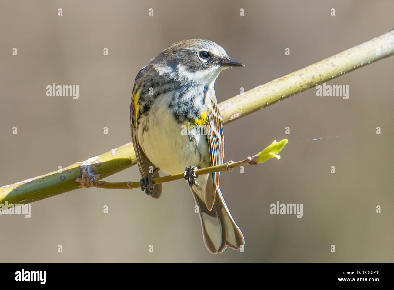 Giallo-rumped trillo su un ramo durante la primavera le migrazioni degli uccelli in Minnesota Foto Stock