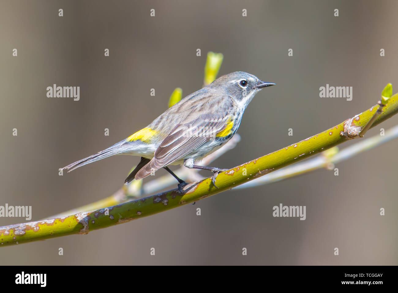 Giallo-rumped trillo su un ramo durante la primavera le migrazioni degli uccelli in Minnesota Foto Stock