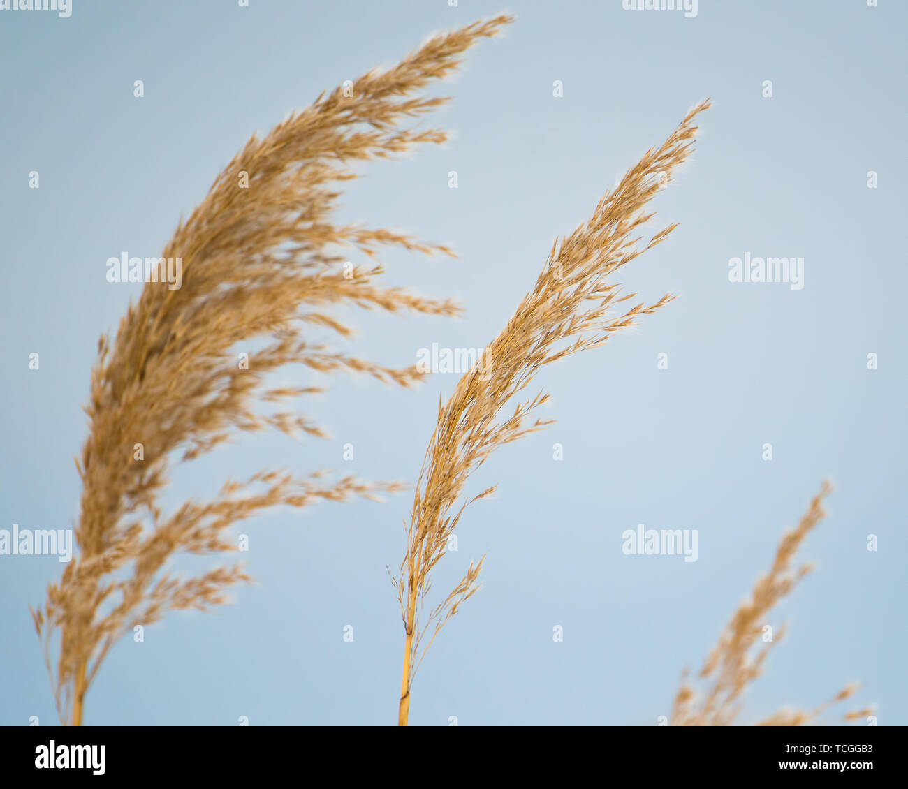 Suggerimento di reed erbe nella zona umida con grigio/blu cielo invernale in background Foto Stock