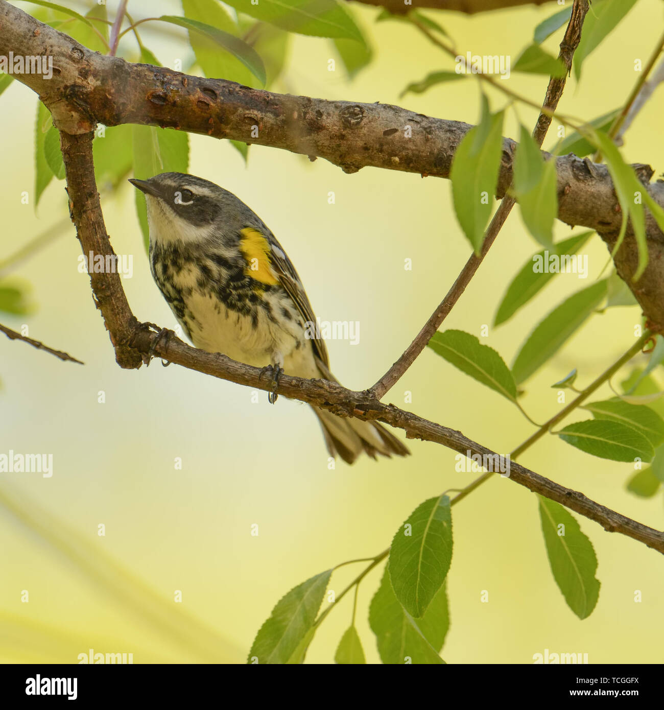 Giallo-rumped trillo su un ramo durante la primavera le migrazioni degli uccelli in Minnesota Foto Stock