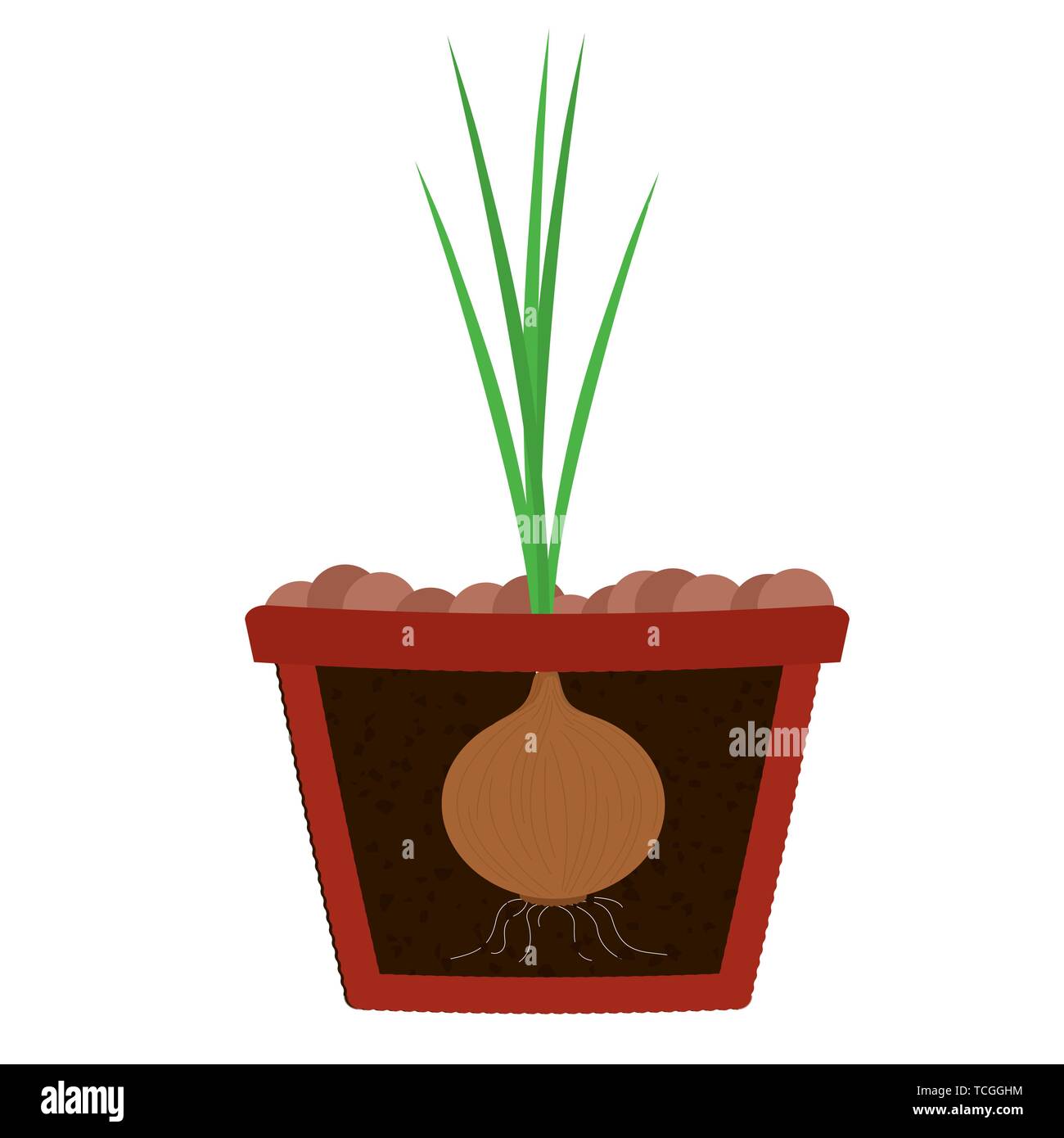 Piantare alberi di cipolla in pentola di creta. Foglie di cipolla e la lampadina sul suolo. Isolato. Sfondo bianco. Illustrazione Vettoriale