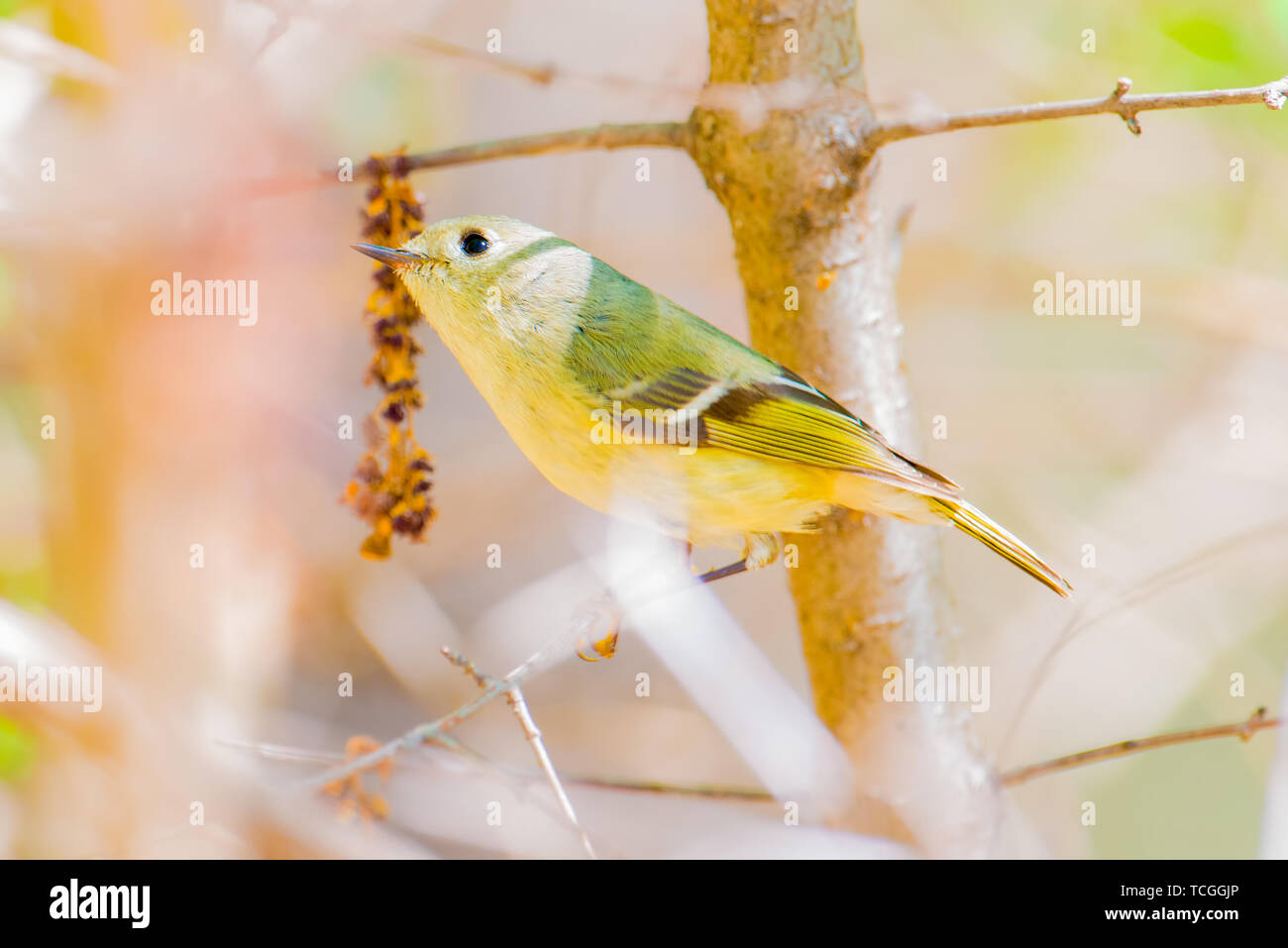 Ruby-incoronato kinglet (probabile femmina o i capretti) closeup ritratto su un ramo di albero durante la migrazione a molla si trovano fuori del Minnesota River in Twin C Foto Stock