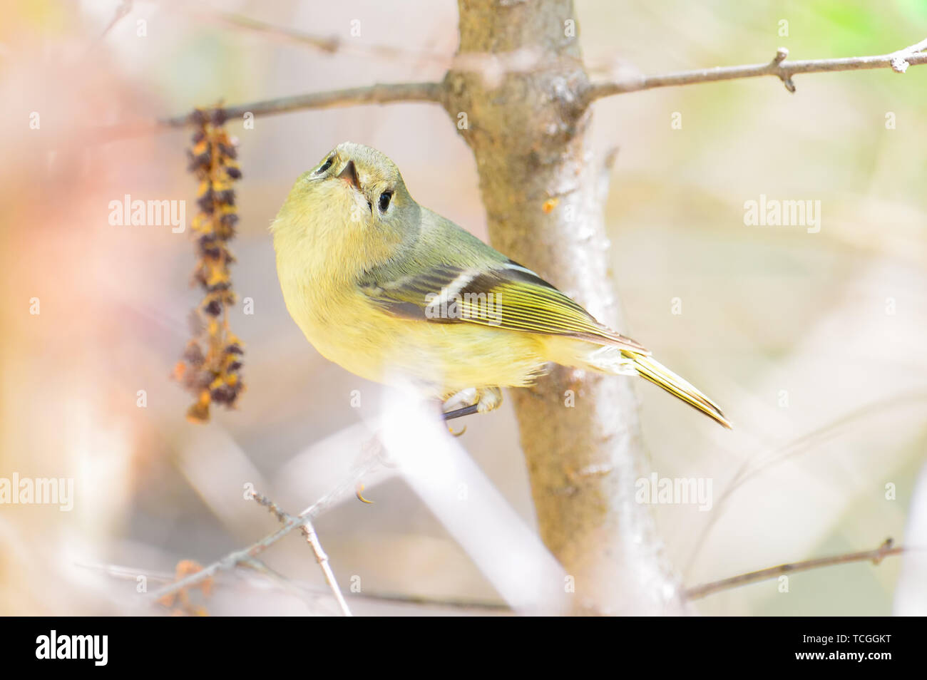 Ruby-incoronato kinglet (probabile femmina o i capretti) closeup ritratto su un ramo di albero durante la migrazione a molla si trovano fuori del Minnesota River in Twin C Foto Stock