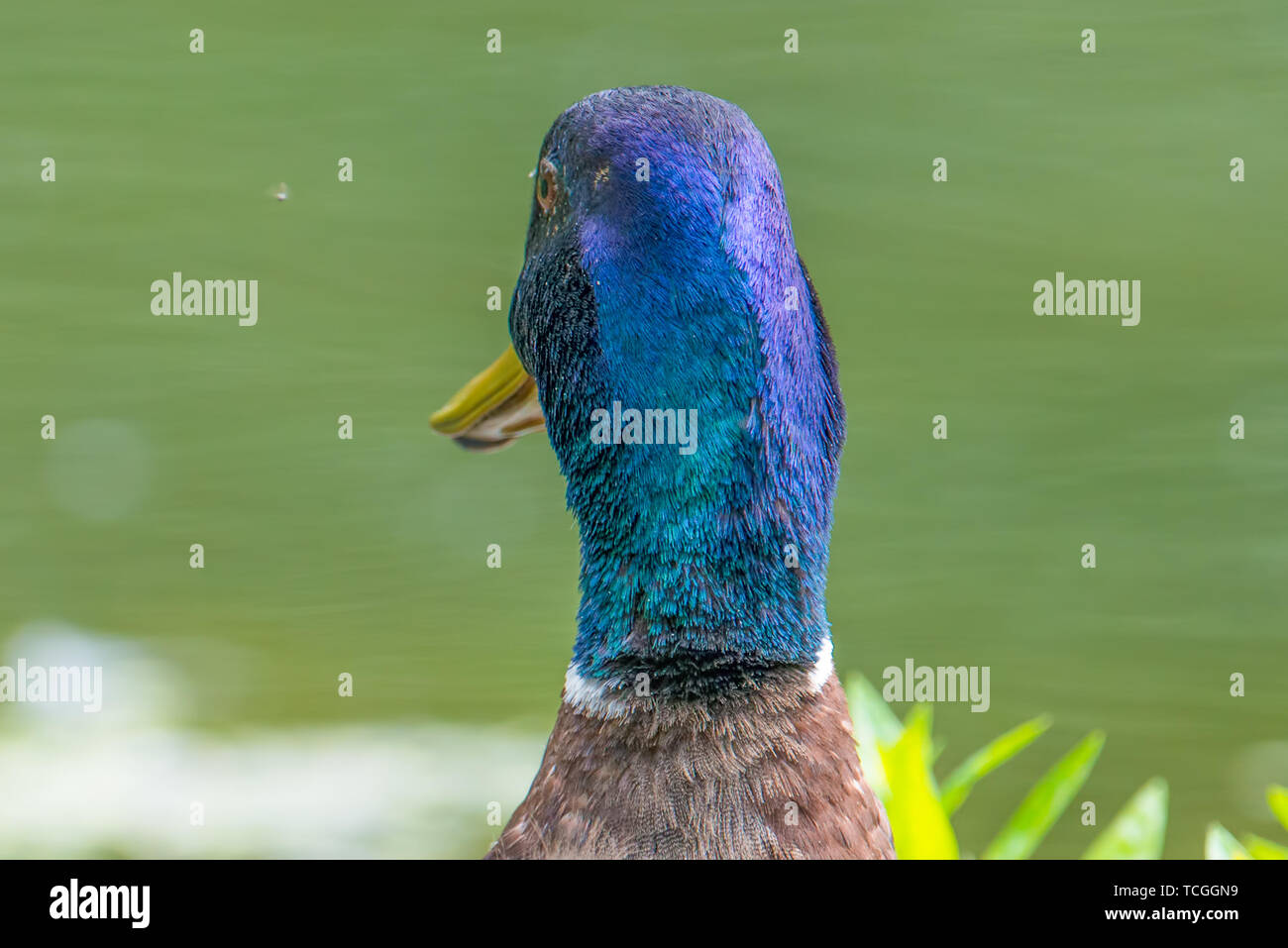 Primo piano di un maschio di Mallard duck iridato con testa verde - presi in legno lago Centro Natura in Minnesota Foto Stock