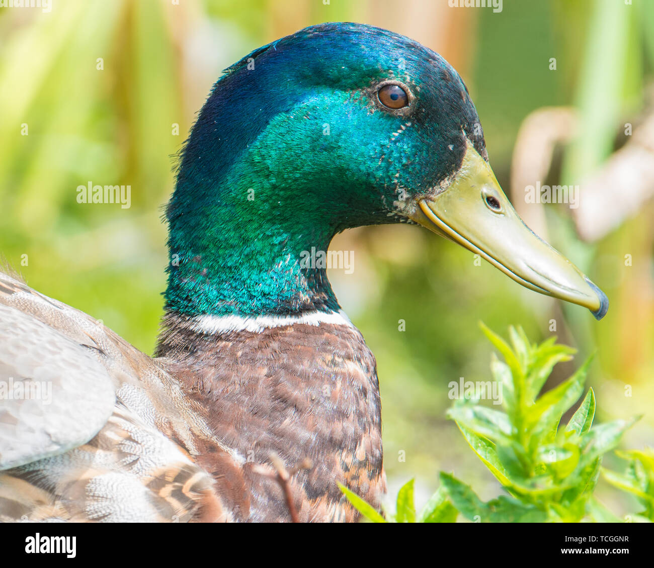 Primo piano di un maschio di Mallard duck iridato con testa verde - presi in legno lago Centro Natura in Minnesota Foto Stock