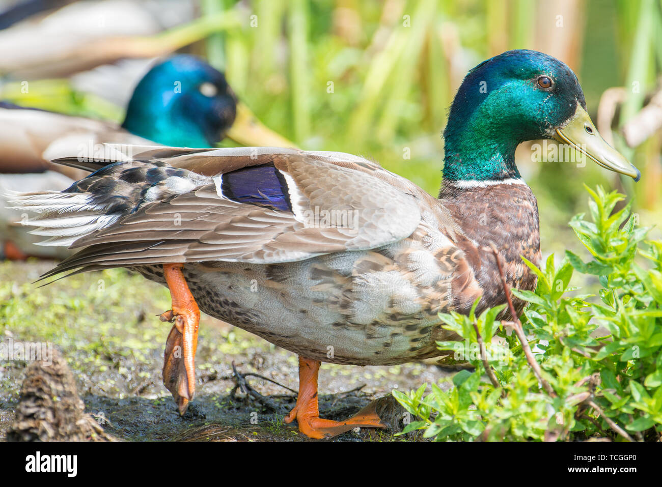 Primo piano di un maschio di Mallard duck iridato con testa verde - presi in legno lago Centro Natura in Minnesota Foto Stock