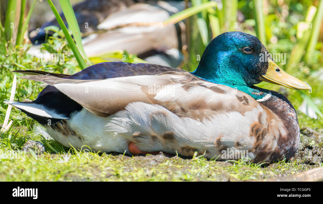 Primo piano di un maschio di Mallard duck iridato con testa verde - presi in legno lago Centro Natura in Minnesota Foto Stock
