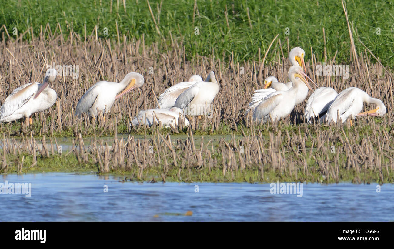 American pellicani bianchi in caduta migrazioni su Minnesota River in Minnesota River National Wildlife Refuge Foto Stock