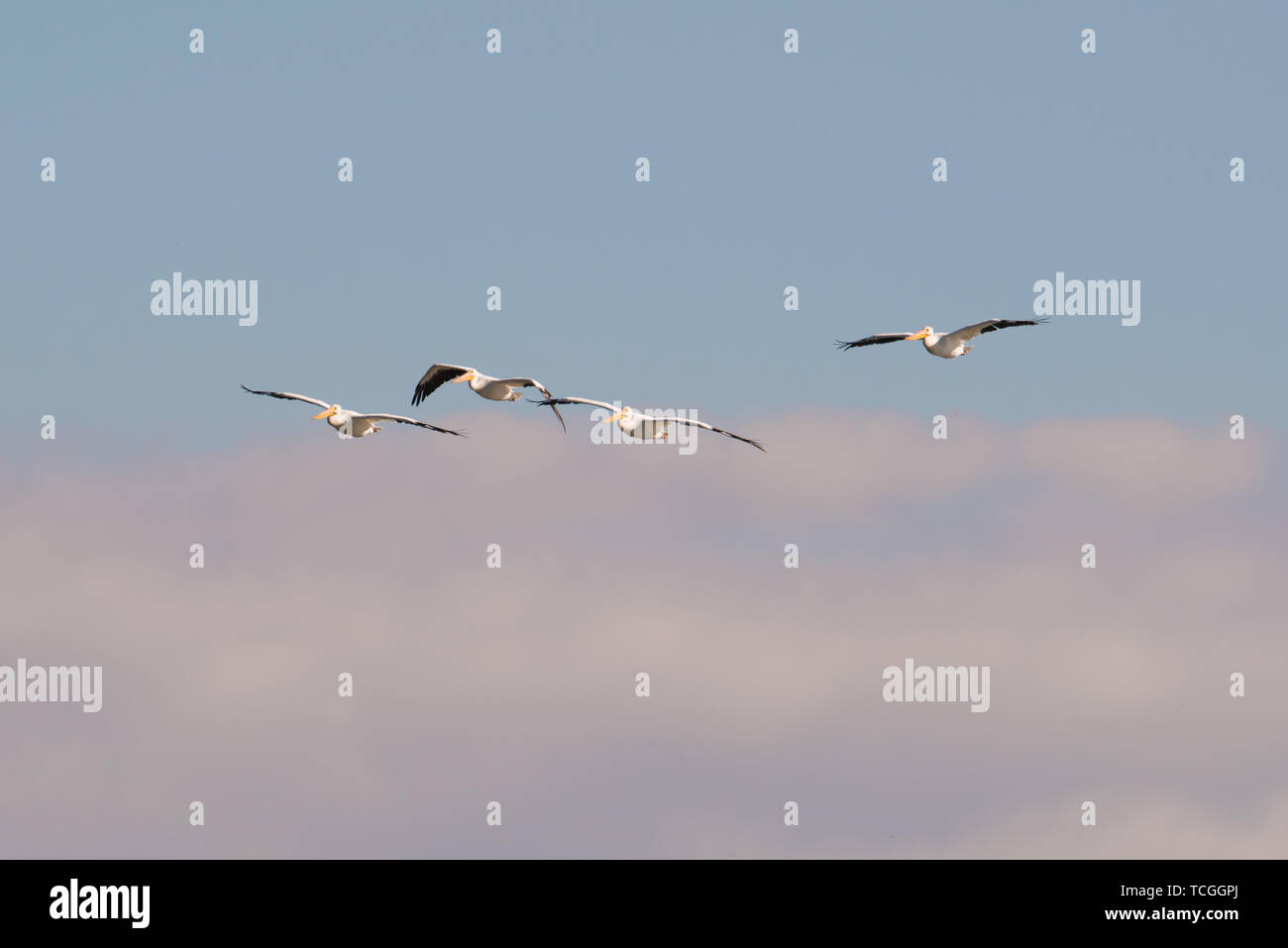American pellicani bianchi in caduta migrazioni su Minnesota River in Minnesota River National Wildlife Refuge Foto Stock