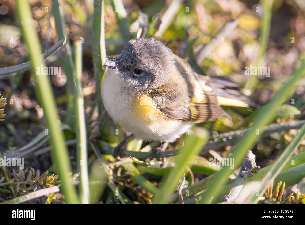 Femmina redstart americano ritratto in caduta prima e durante la migrazione prese fuori del Minnesota River Valley Foto Stock